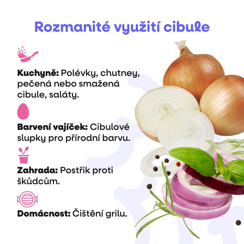 Cibule